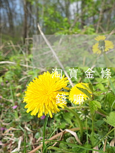 淘寶金條逾期怎么還款(金條逾期還了還能借錢嘛)