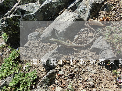 淘寶雙11起訴京東(雙十一打官司)