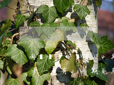 淘寶雙十一會有24期免息分期嗎-淘寶雙十一會有24期免息分期嗎是真的嗎