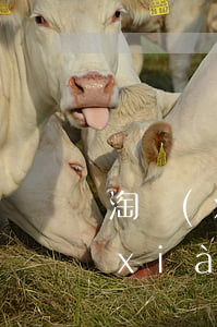 淘現(xiàn)金貸款app逾期(淘現(xiàn)金貸款app逾期)