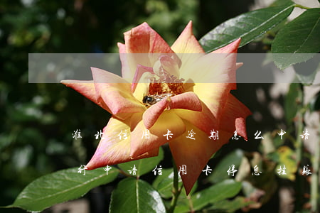 淮北信用卡逾期怎么申请停息挂账(如何向银行申请信用卡停息挂账)