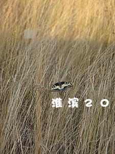 淮滨2019信用卡逾期名单