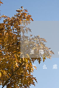 淮陽(yáng)交通事故車(chē)輛怎么處理(淮陽(yáng)交通事故車(chē)輛怎么處理)