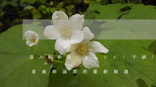 深入解析：關(guān)于網(wǎng)貸逾期論壇的最新報道