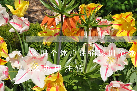 深圳个体户注销(深圳个体户注销营业执照怎么办理注销)