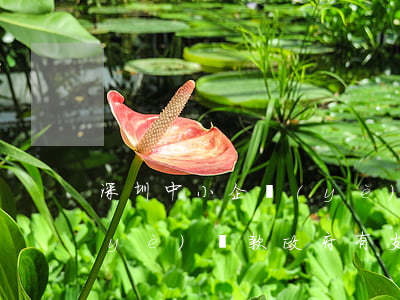 深圳中小企業(yè)貸款(深圳中小企業(yè)貸款政府有支持嗎)