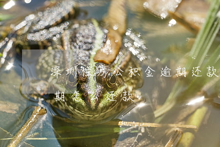 深圳住房公积金逾期还款(深圳公积金贷款逾期怎么还款)