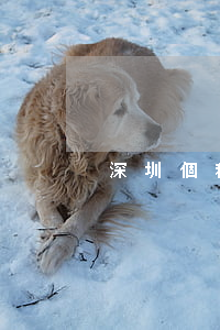 深圳個稅零申報逾期(逾期申報怎么處罰)