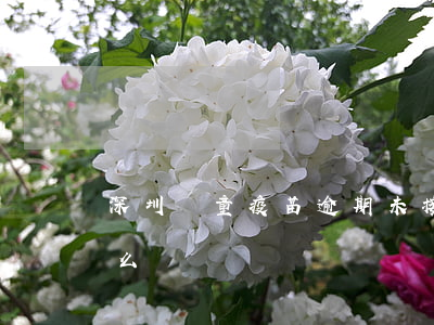 深圳兒童疫苗逾期未接種(兒童疫苗逾期了怎么辦)