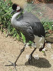 深圳力高地產(chǎn)集團的商票有逾期嗎-深圳力高地產(chǎn)集團官網(wǎng)