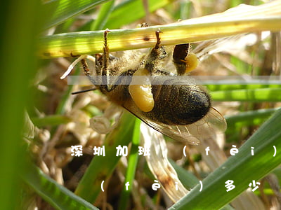 深圳加班費(fèi)怎么算(深圳周末加班費(fèi)多少錢一個(gè)小時(shí))