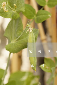 深圳华荣律师事务所口碑(华进律师事务所怎么样)