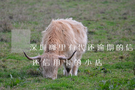深圳哪里有代还逾期的信用卡(深圳哪里有代还信用卡的小店)