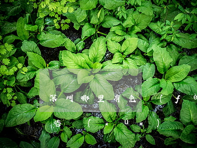 深圳哪里有免費(fèi)的律師(深圳律師咨詢(xún)電話(huà)免費(fèi))