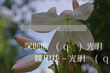 深圳地區(qū)光明區(qū)債務律師團哪里找-光明區(qū)律師咨詢