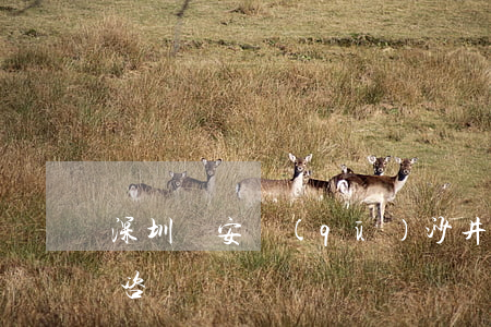 深圳寶安區(qū)沙井律師(沙井律師在線咨詢)