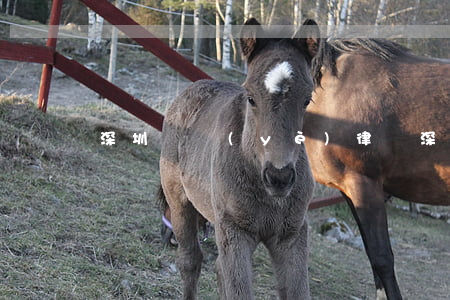 深圳專業(yè)律師(深圳 律師)