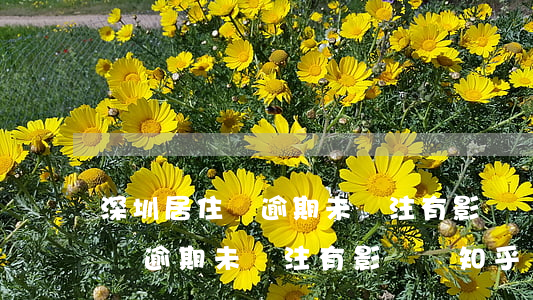深圳居住證逾期未簽注有影響嗎-深圳居住證逾期未簽注有影響嗎知乎