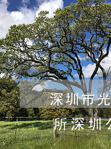 深圳市光明新區(qū)律師事務(wù)所(深圳公明律師事務(wù)所哪家好)