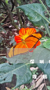深圳市市场摆买管理法律法规(市场监督管理局所用法律有哪些)