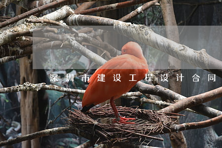 深圳市建设工程设计合同
