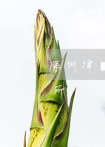 深圳律師事務所轉讓信息(深圳深港律師事務所)