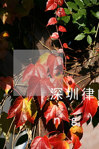 深圳律師網(wǎng)(深圳律師網(wǎng)站)