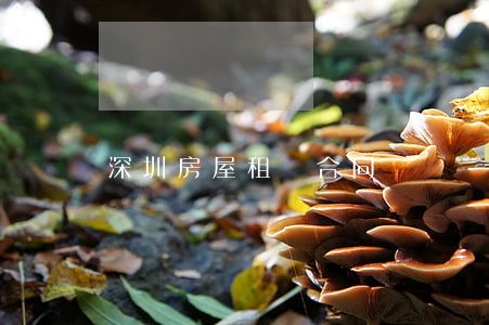 深圳房屋租賃合同書