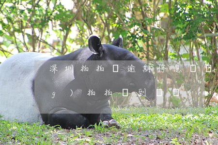 深圳拍拍貸逾期停息掛賬怎么申請(qǐng)(拍拍貸到賬時(shí)間)