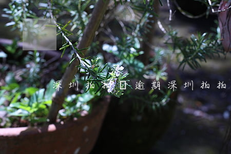 深圳拍拍貸逾期 深圳拍拍貸逾期