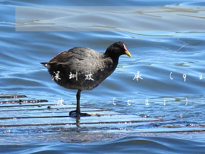深圳放棄繼承權(quán)需要什么資料(放棄財(cái)產(chǎn)繼承權(quán)需要什么資料)