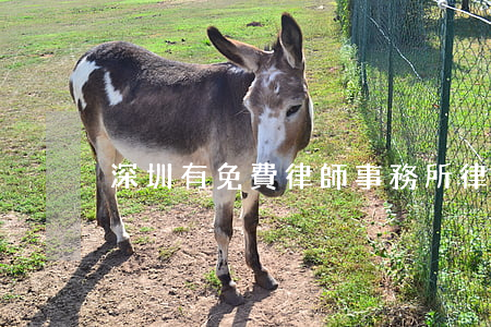 深圳有免費律師事務所(律師事務所 深圳)