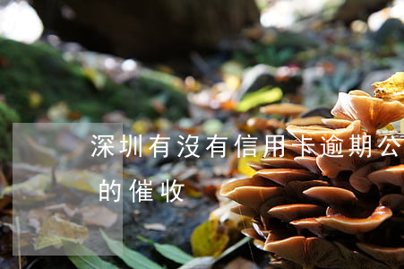 深圳有沒有信用卡逾期公司 深圳是哪家銀行的催收