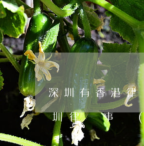 深圳有香港律師事務(wù)所嗎(香港駐深圳律師事務(wù)所)