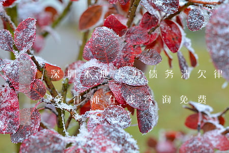 深圳本地专办债务清欠律师哪里找-深圳债务律师在线咨询免费