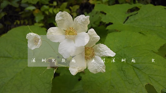 深圳欠款起訴流程（深圳起訴欠錢不還流程）
