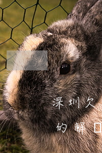 深圳欠薪如何處理(深圳拖欠工資最快最直接的解決)