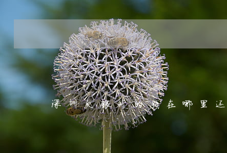 深圳欠银行的钱在哪里还（深圳欠银行的钱）