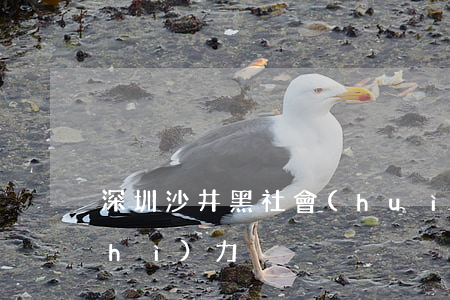 深圳沙井黑社會(huì)(沙井黑惡勢(shì)力)