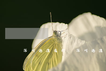 深圳 港澳通行證(深圳港澳通行證怎么辦理?)
