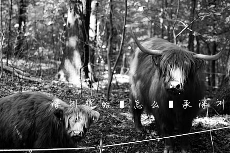 深圳牌的車怎么繼承(深圳車牌可以繼承嗎)