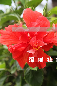 深圳社保退保(深圳社保退保銷戶了還能查到嗎)