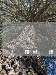 深圳辦理證件(深圳辦理證件的大廳叫什么)