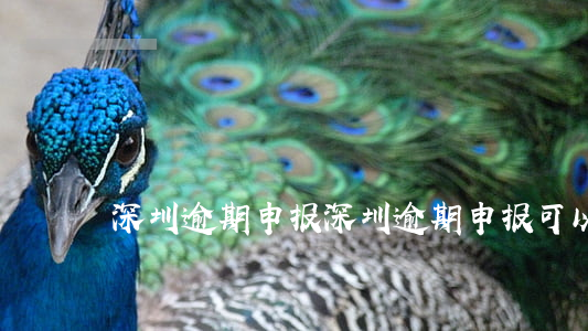 深圳逾期申报(深圳逾期申报可以网上处理)