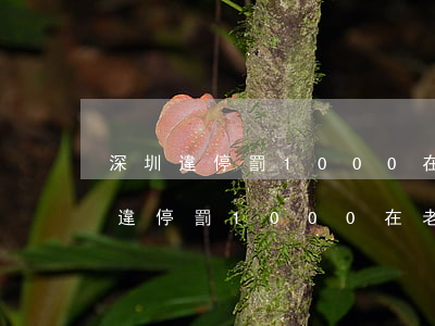 深圳違停罰1000在老家處理罰多少(深圳違停罰1000在老家處理罰多少)