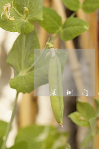 深圳门面转让(深圳门面转让信息)