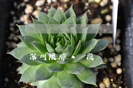 深圳限牌時間段
