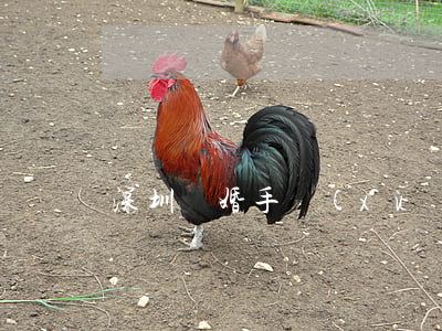 深圳離婚手續(xù)