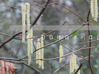 深圳龍華律師(深圳龍華律師)