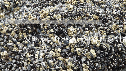 深圳龙岗坪地律师事务所(深圳市龙岗区律师)